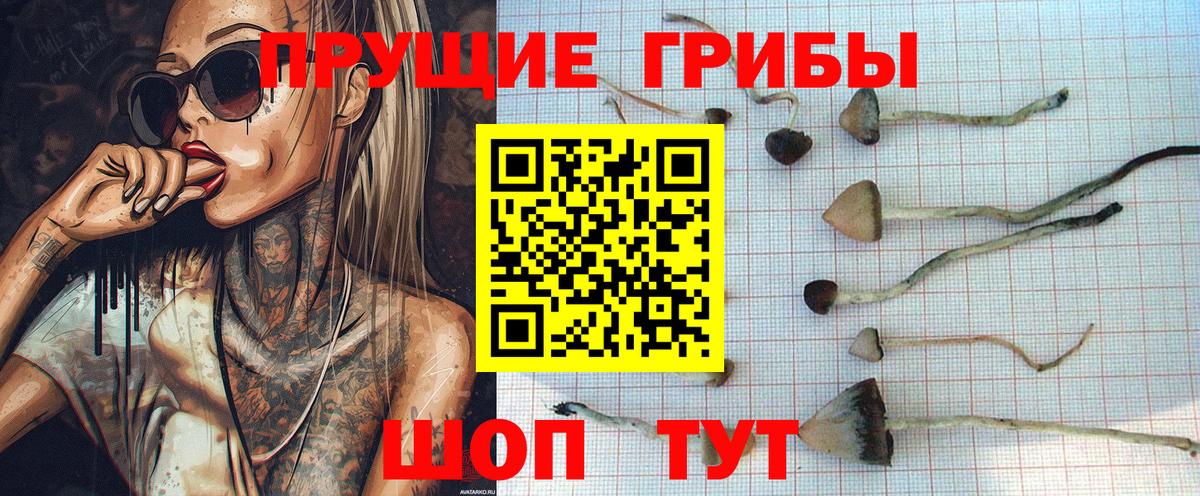 Печора  Псилоцибиновые грибы прущие грибы  Вход с VPN 